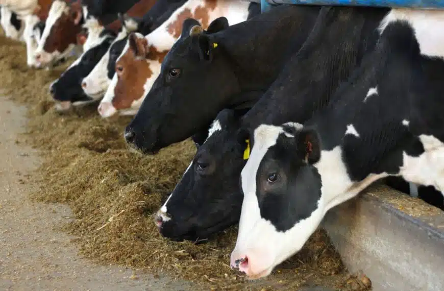 cows agriculture