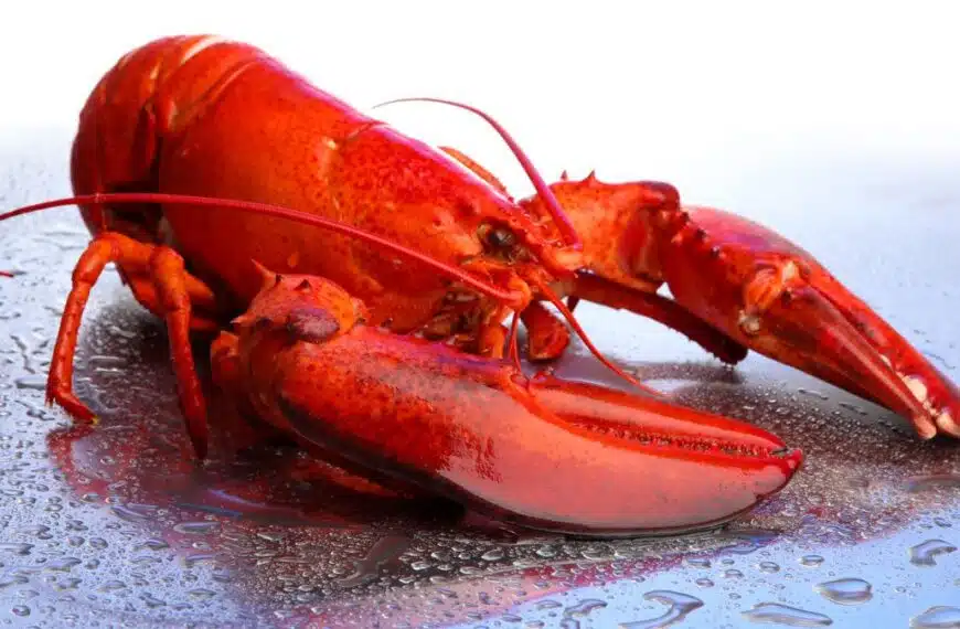 lobster