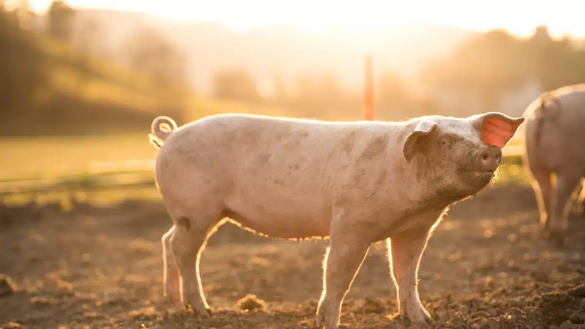 The Omnivore’s Dilemma by Michael Pollan