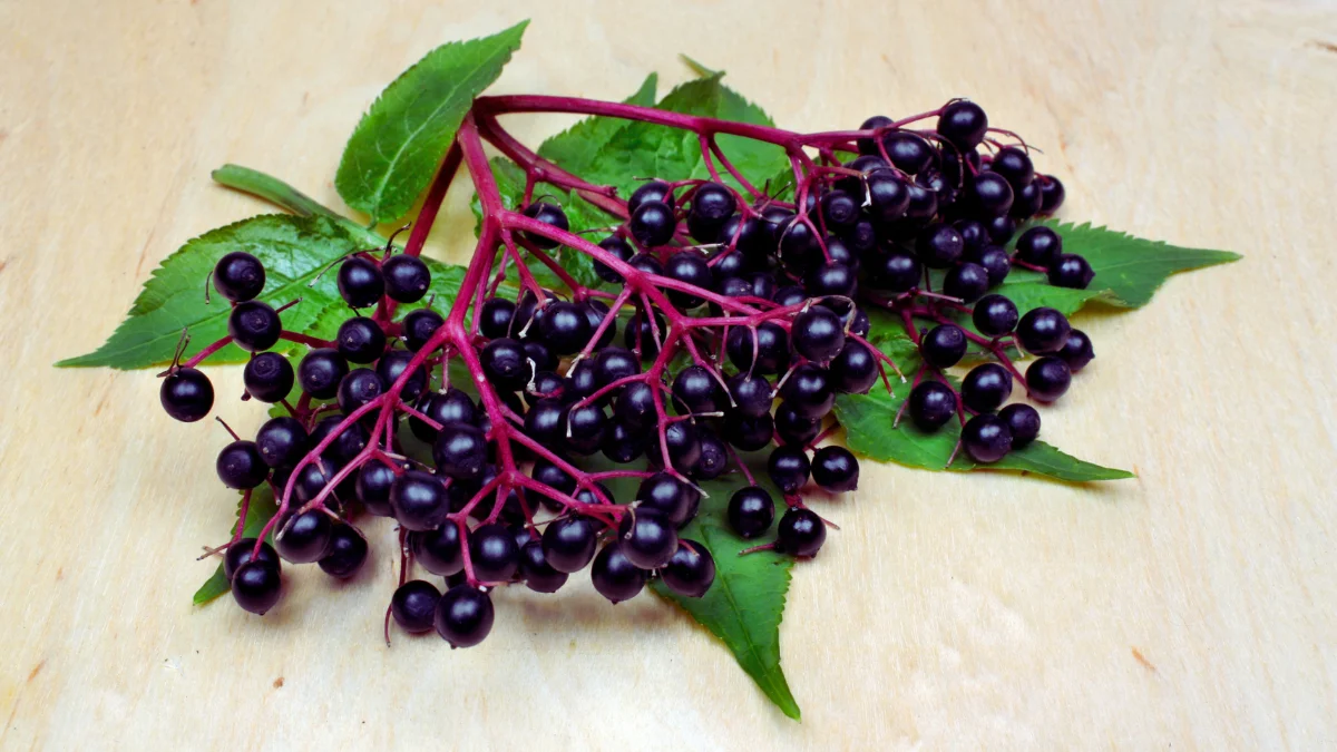 Elderberry