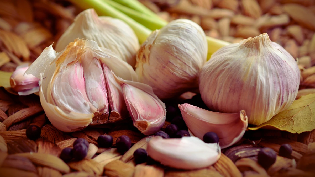 Garlic