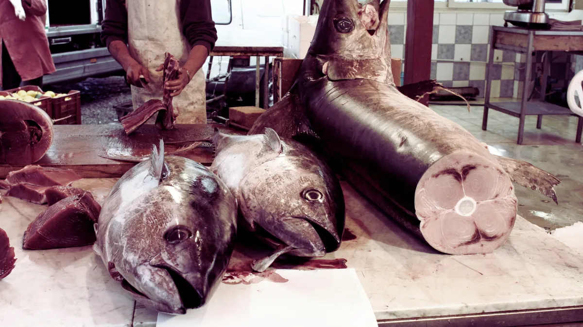 High-Mercury Fish (Tuna, Swordfish)