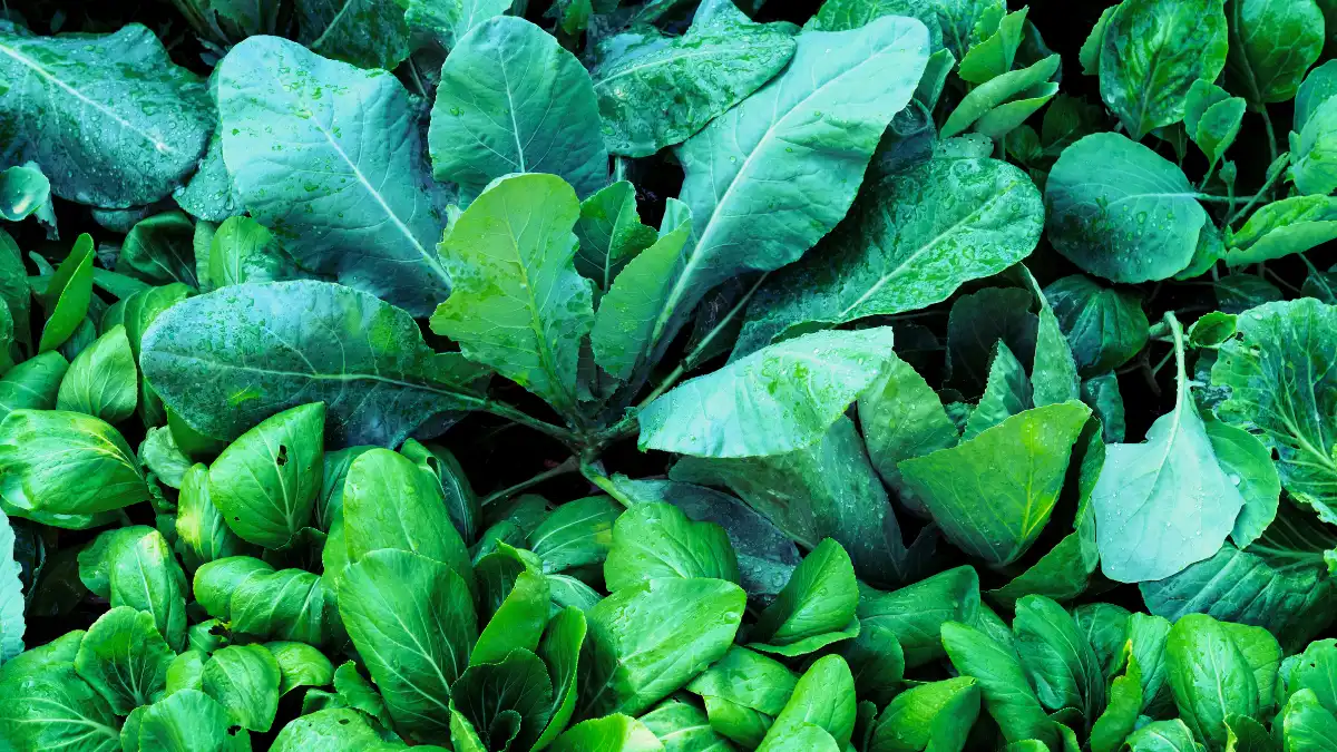 Leafy Greens (Spinach, Kale, Swiss Chard)
