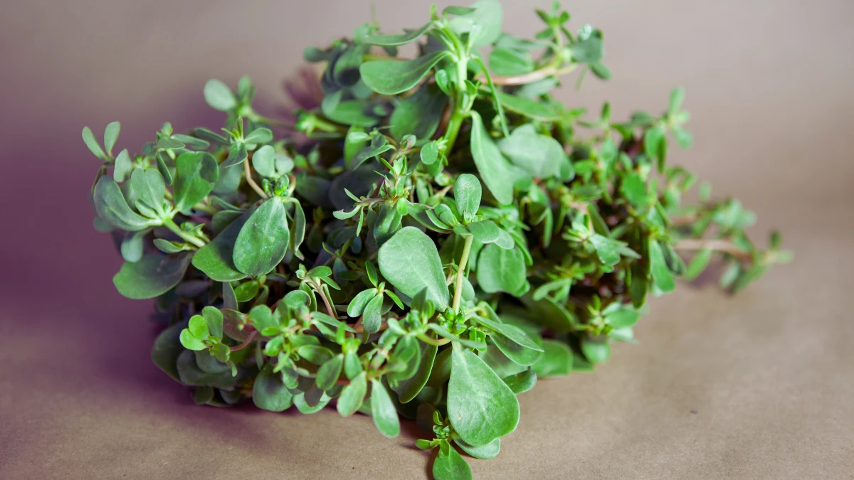 Purslane