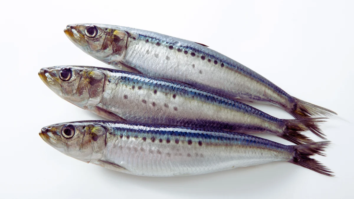 Sardines