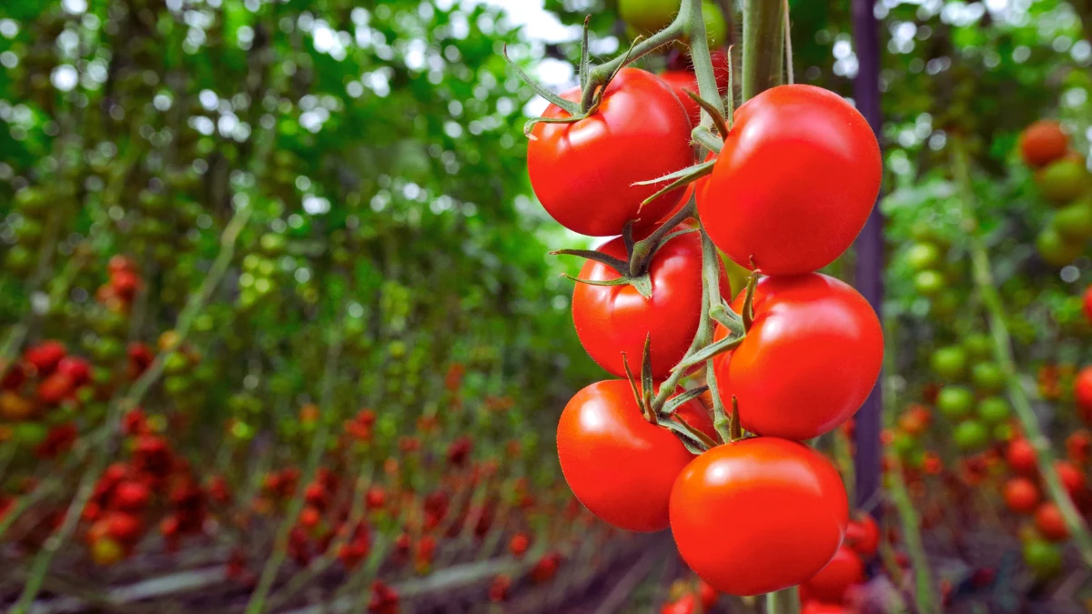 Tomatoes
