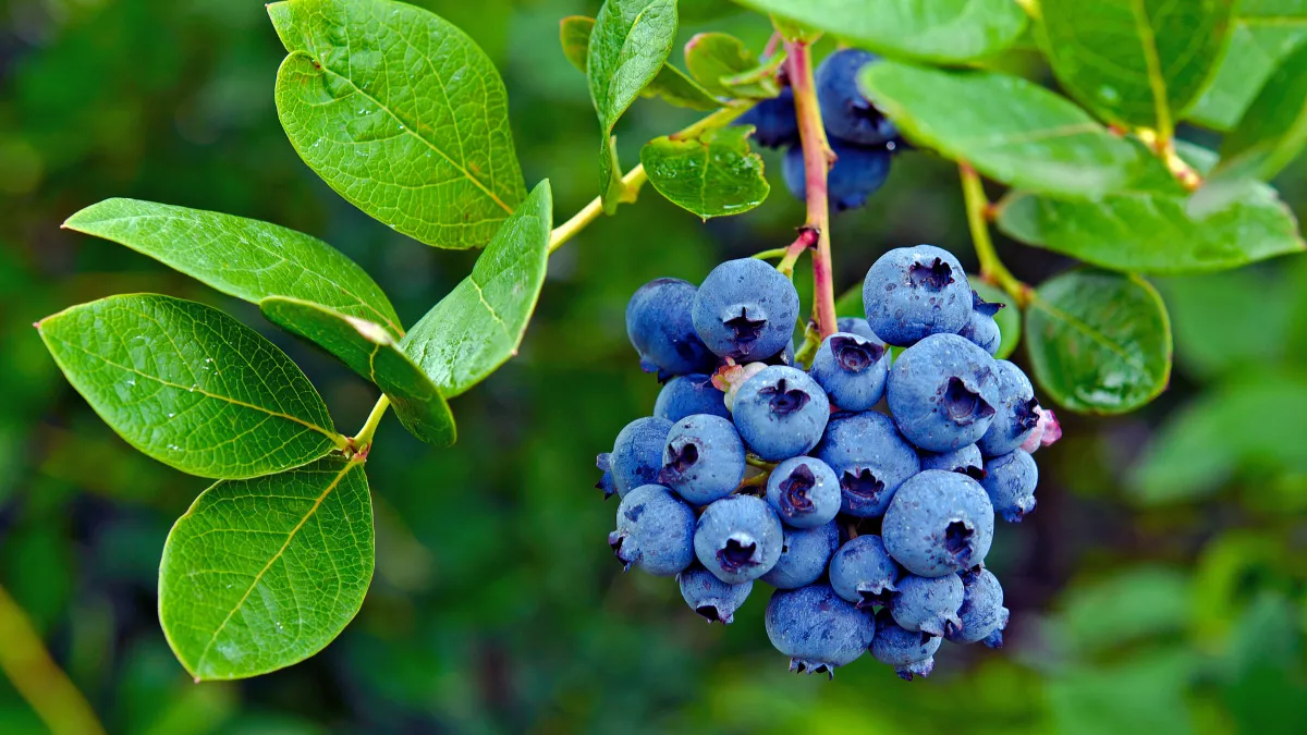 Wild Blueberries