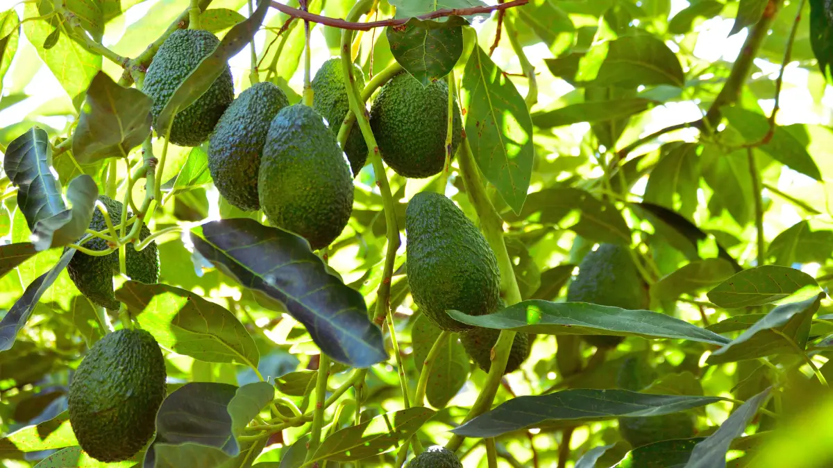 Avocados