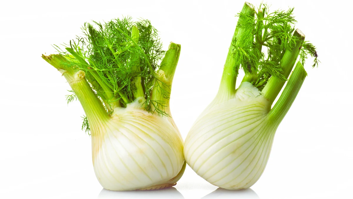 Fennel