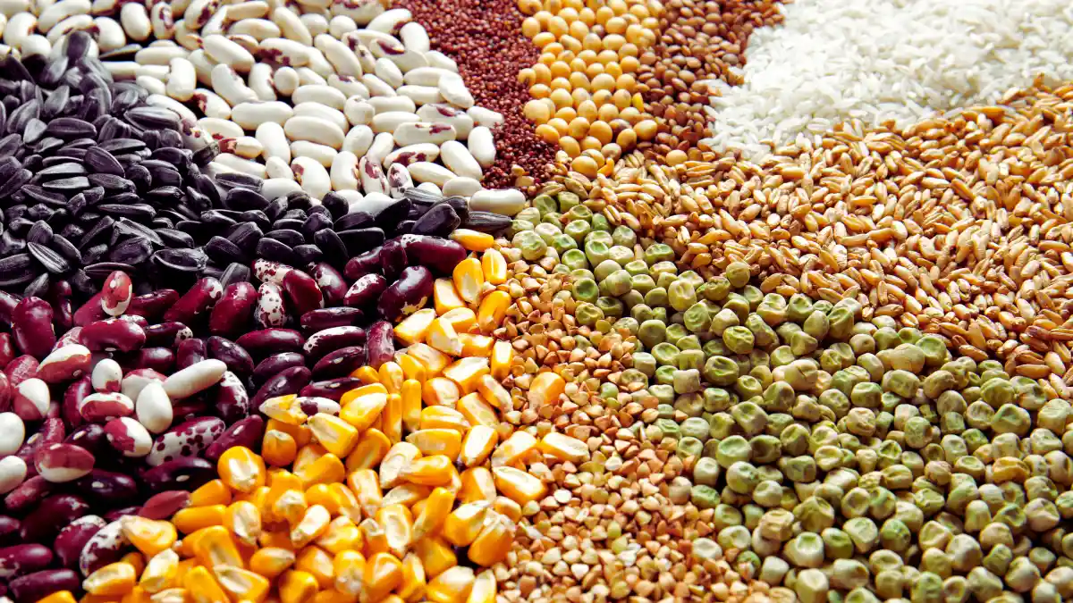 Legumes and Whole Grains