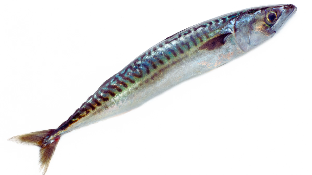 Oily Fish (Salmon, Mackerel, Sardines)