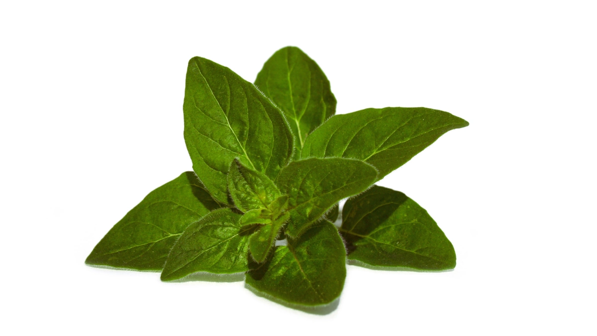 Oregano