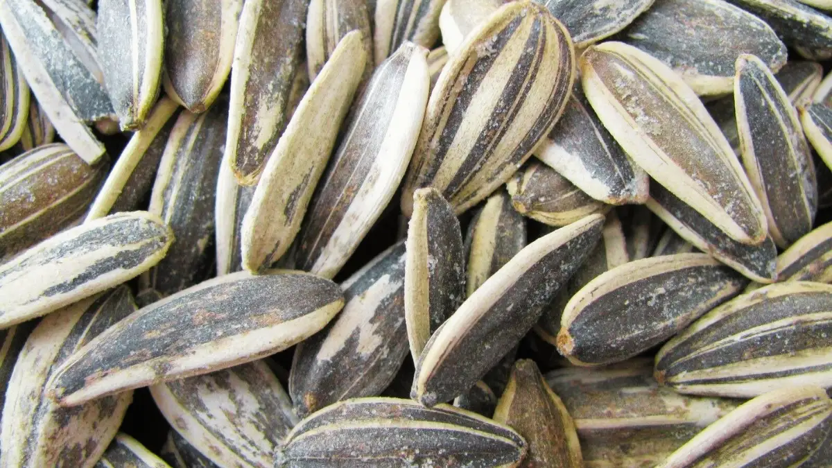 Sunflower Seeds