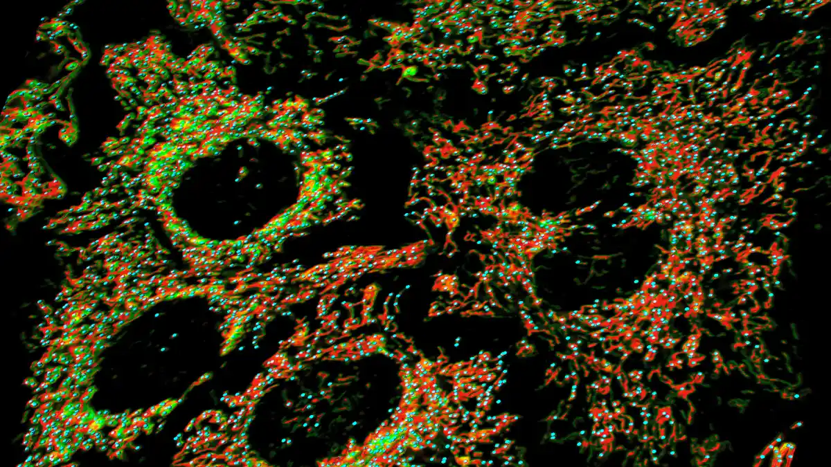 Supercharges Mitochondrial Energy