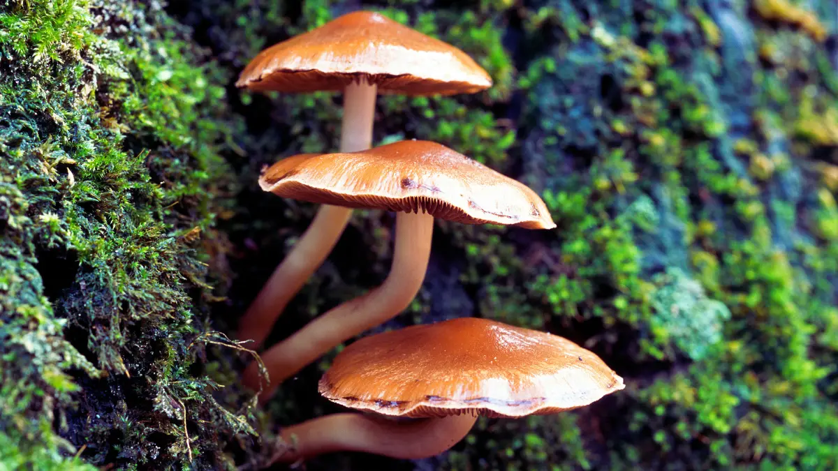 Mushrooms (UV-Exposed)