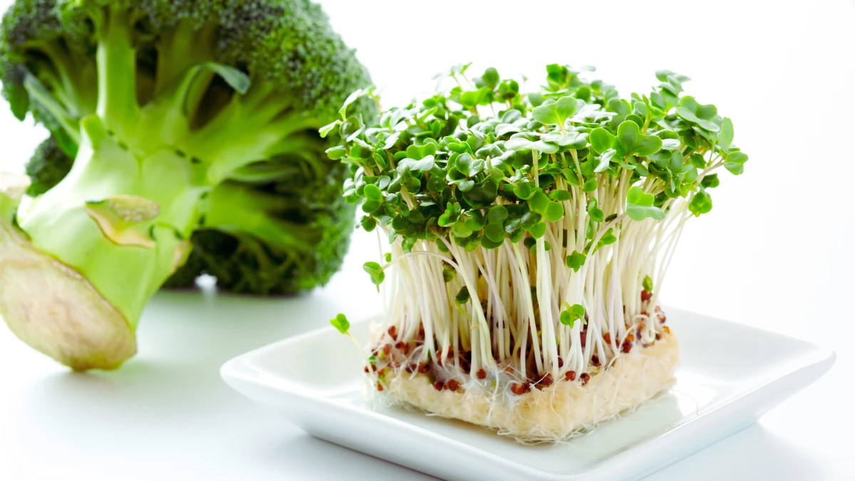 Broccoli Sprouts (Isothiocyanate Overload)