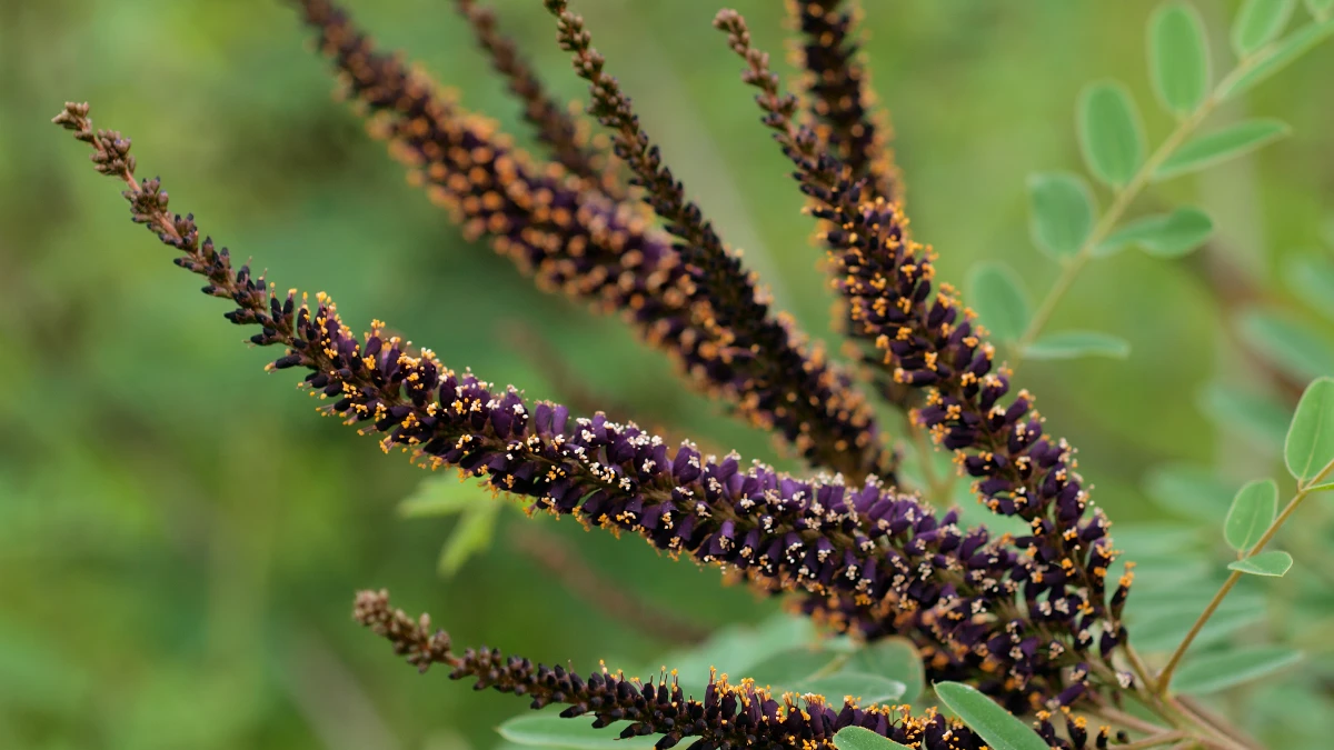 Black Cohosh