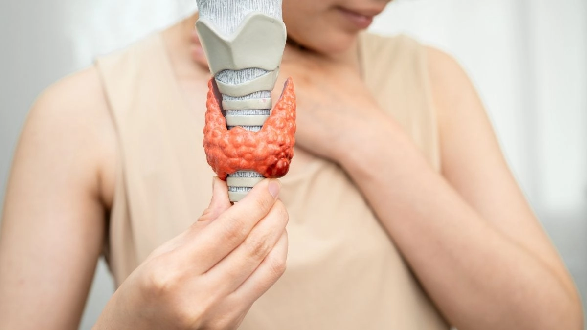 L-Tyrosine: The Actual "Building Block" of Thyroid Hormones