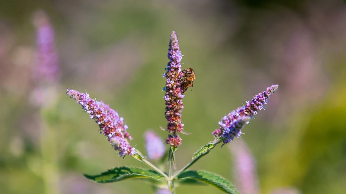 Skullcap