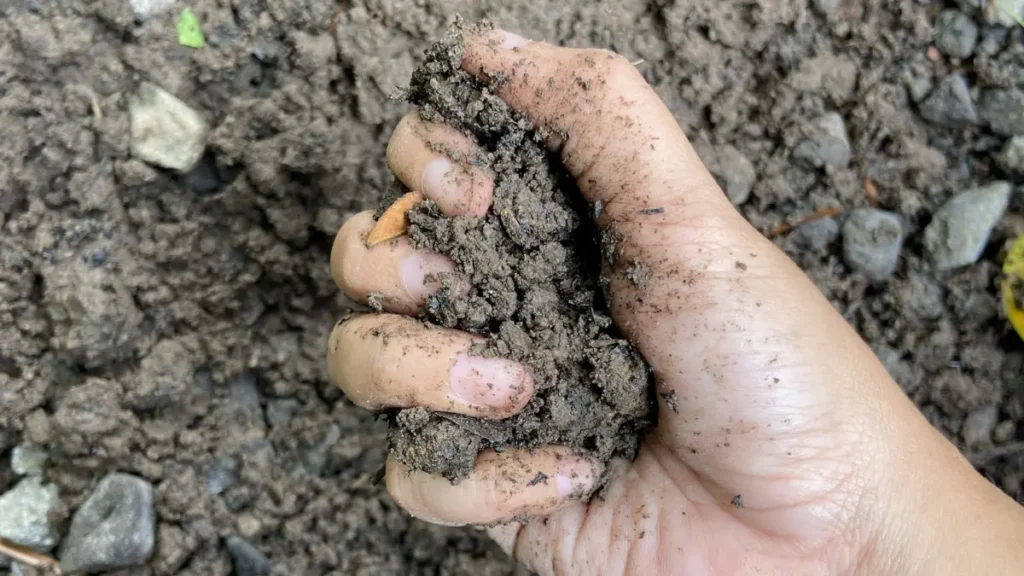 Craving dirt