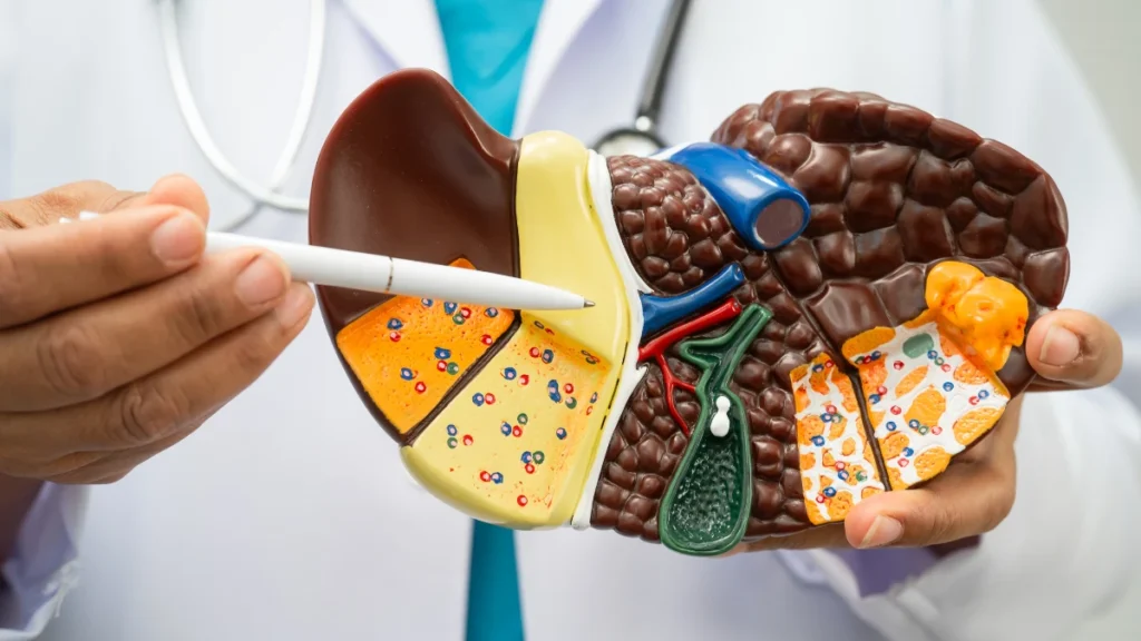 The Liver’s "Midnight Shift"