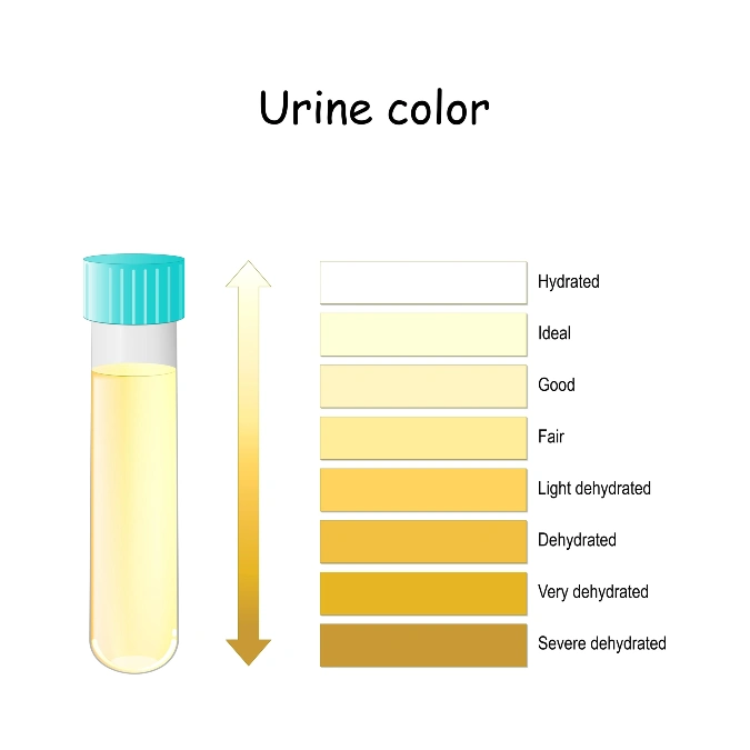 your Urine is Crystal Clear