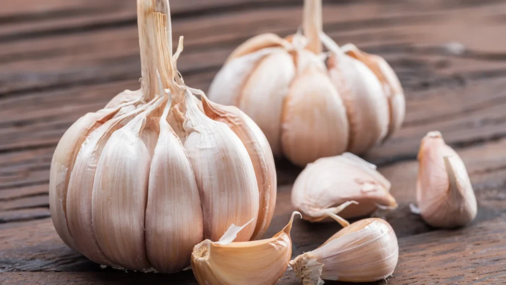 Garlic