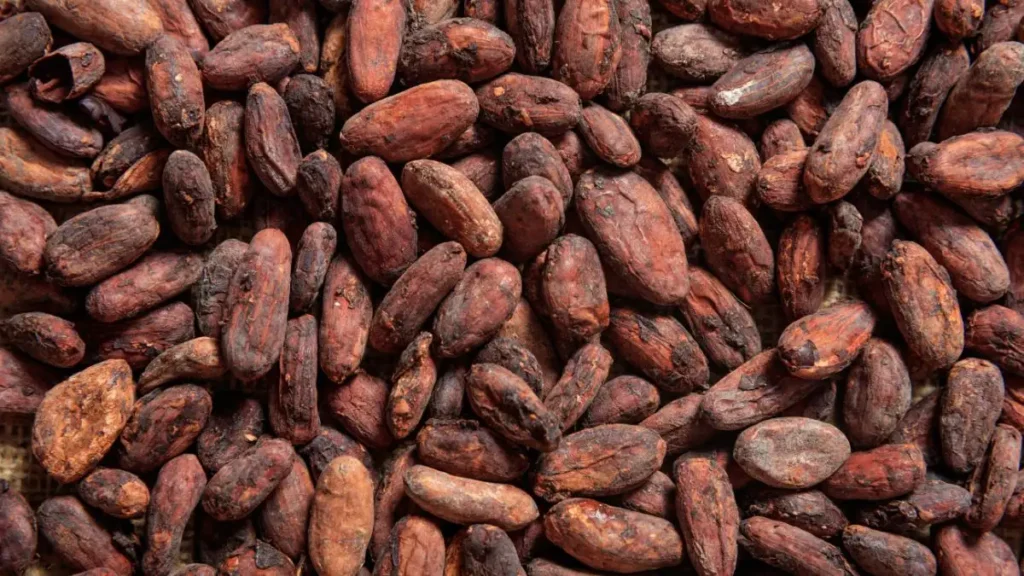 Cocoa