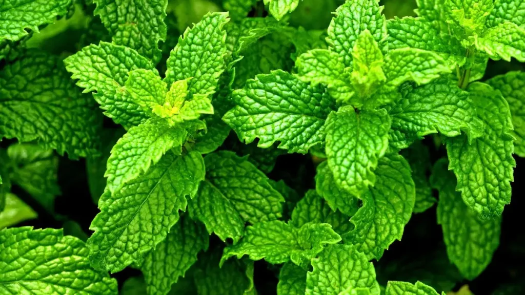 Peppermint